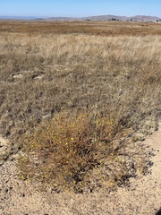 Deinandra bacigalupii