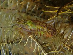 Synalpheus stimpsonii