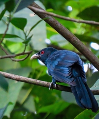 Eudynamys scolopaceus