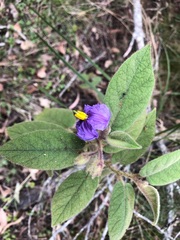 Solanum nemophilum