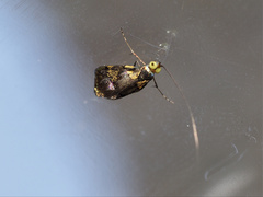 Nemophora