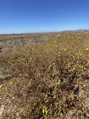 Deinandra bacigalupii