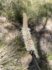 Xanthorrhoea gracilis