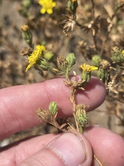 Deinandra bacigalupii