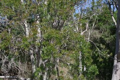 Ptaeroxylon obliquum