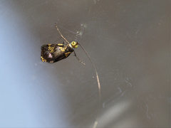 Nemophora