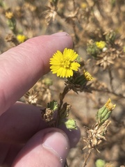 Deinandra bacigalupii