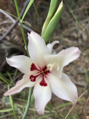 Gladiolus carneus