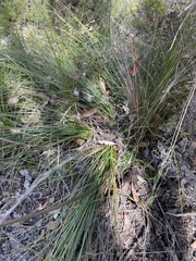 Xanthorrhoea gracilis