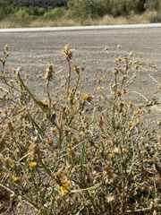 Centaurea solstitialis