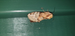 Antithemerastis acrobela