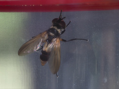 Saralba ocypteroides