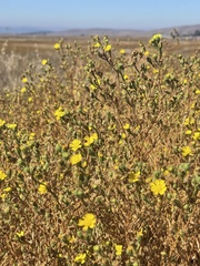 Deinandra bacigalupii