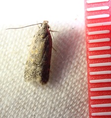 Gelechiini