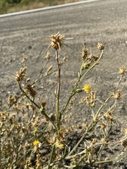 Centaurea solstitialis
