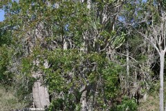 Ptaeroxylon obliquum