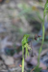 Pterostylis unicornis