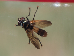 Saralba ocypteroides