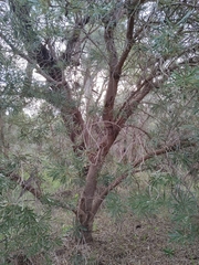 Banksia attenuata