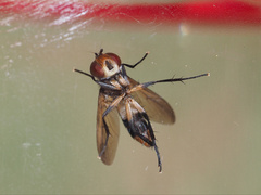 Saralba ocypteroides