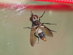 Saralba ocypteroides