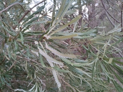 Banksia attenuata
