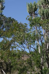 Ptaeroxylon obliquum