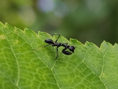 Odontomantis planiceps