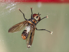 Saralba ocypteroides