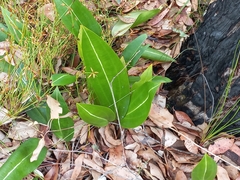 Cryptostylis ovata