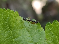 Odontomantis planiceps