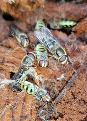Lapposyrphus