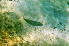 Stethojulis strigiventer