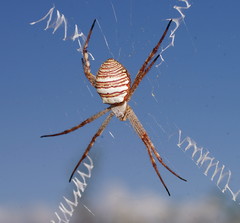 Argiope magnifica