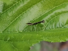 Odontomantis planiceps