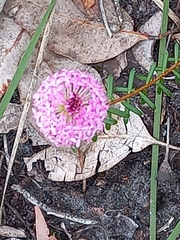 Pimelea rosea