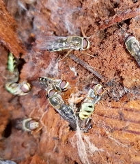 Lapposyrphus