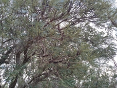 Banksia attenuata