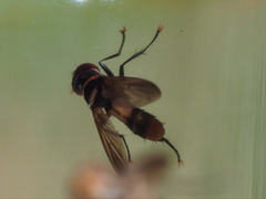 Saralba ocypteroides