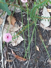 Pimelea rosea