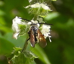 Campsomerinae