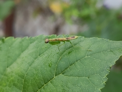 Odontomantis planiceps