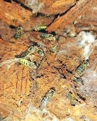 Lapposyrphus