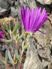 Lampranthus haworthii