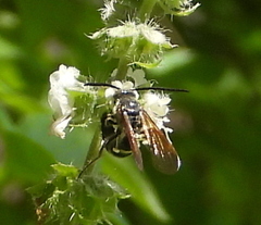 Campsomerinae