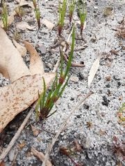 Centrolepis aristata