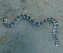Hydrophis ornatus