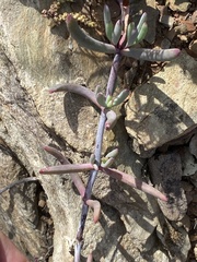 Lampranthus haworthii
