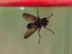 Saralba ocypteroides