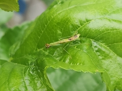 Odontomantis planiceps